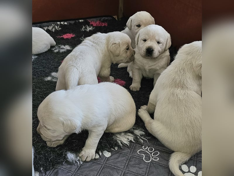Labrador Welpen