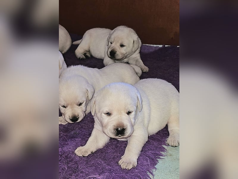 Labrador Welpen