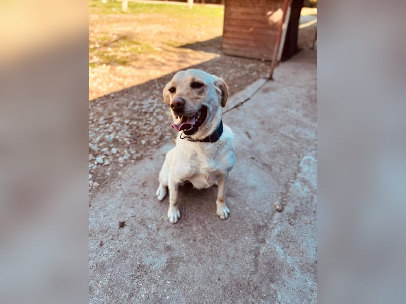 CELESTINE ca. 18 mon. aktive, lebenslustige Labbi-Teenagerin