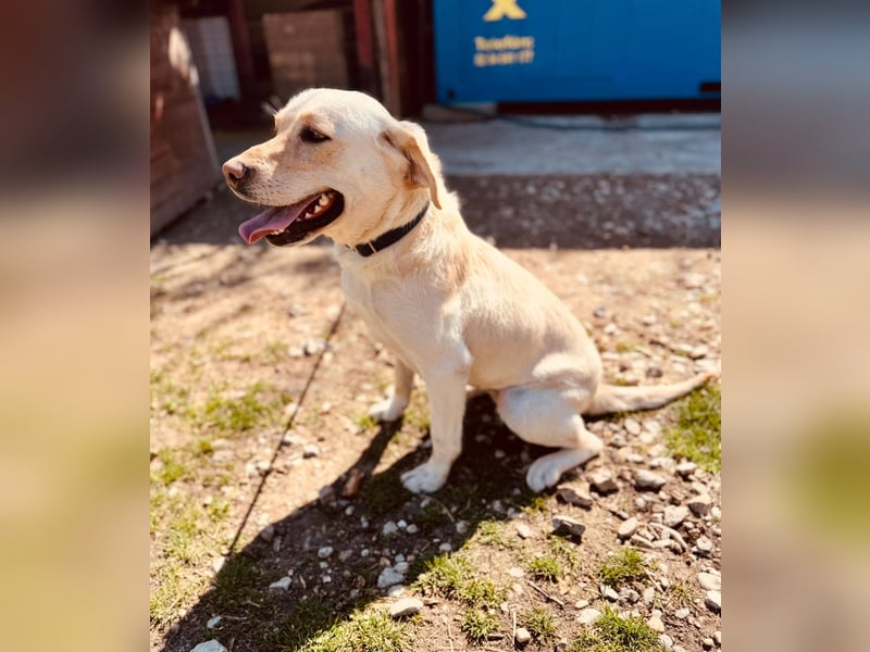 CELESTINE ca. 18 mon. aktive, lebenslustige Labbi-Teenagerin