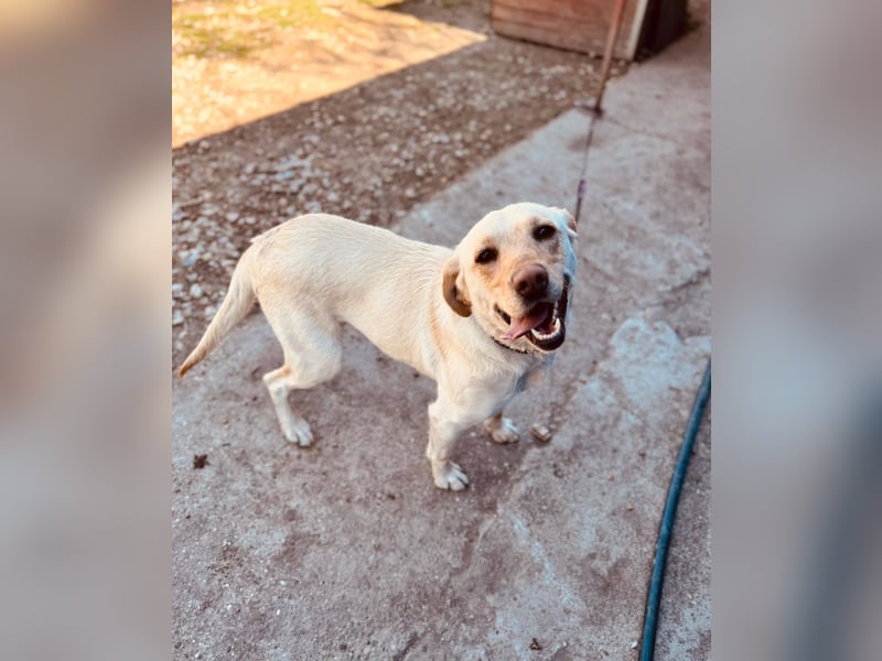 CELESTINE ca. 18 mon. aktive, lebenslustige Labbi-Teenagerin