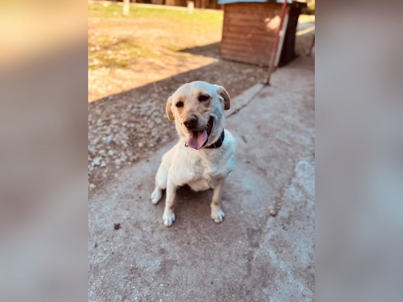 CELESTINE ca. 18 mon. aktive, lebenslustige Labbi-Teenagerin