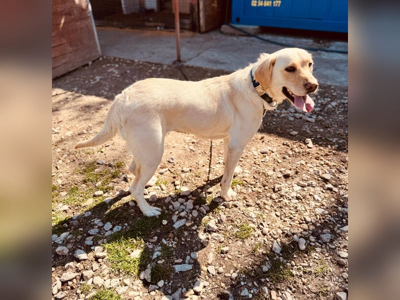 CELESTINE ca. 18 mon. aktive, lebenslustige Labbi-Teenagerin