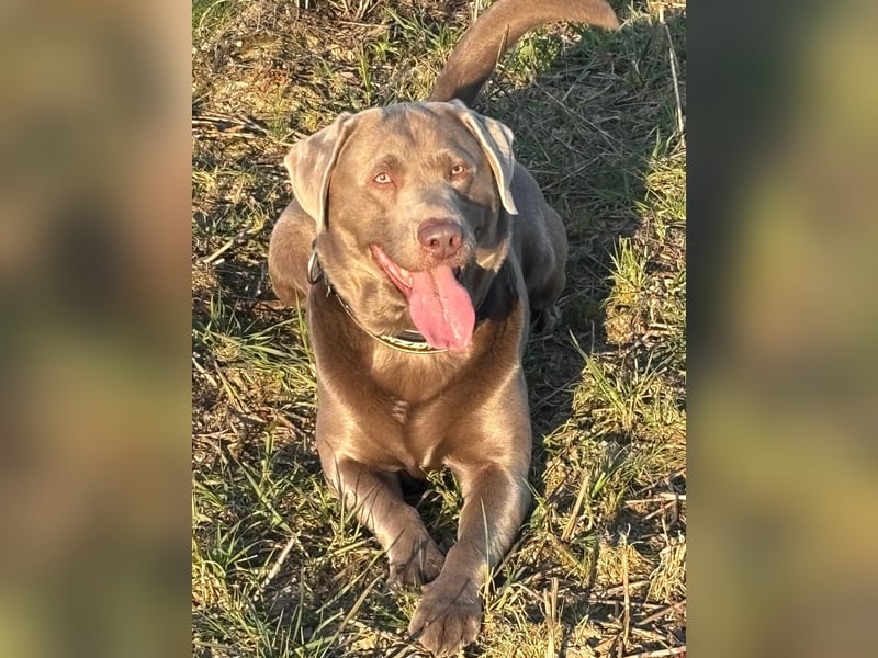 Balu sucht ein neues Zuhause