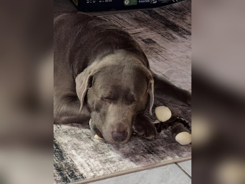 Balu sucht ein neues Zuhause