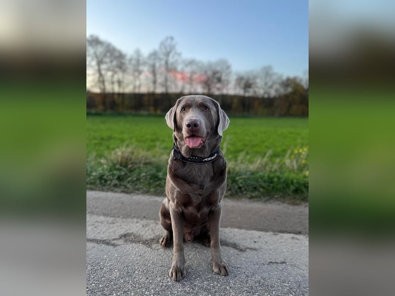 Balu sucht ein neues Zuhause
