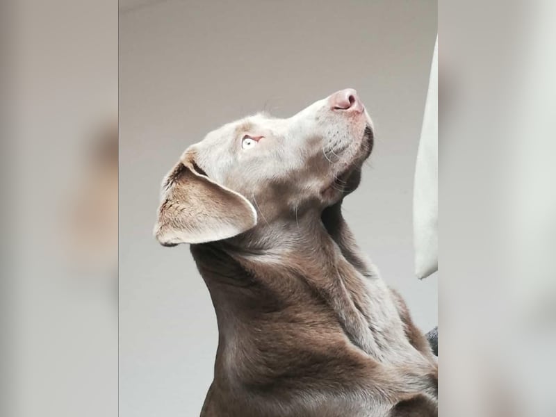 Balu sucht ein neues Zuhause