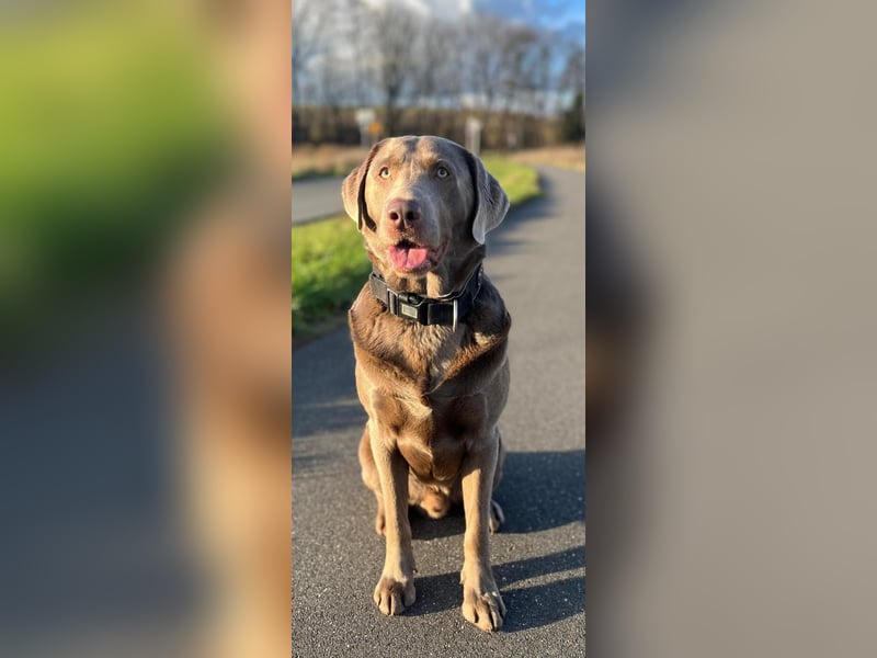 Balu sucht ein neues Zuhause