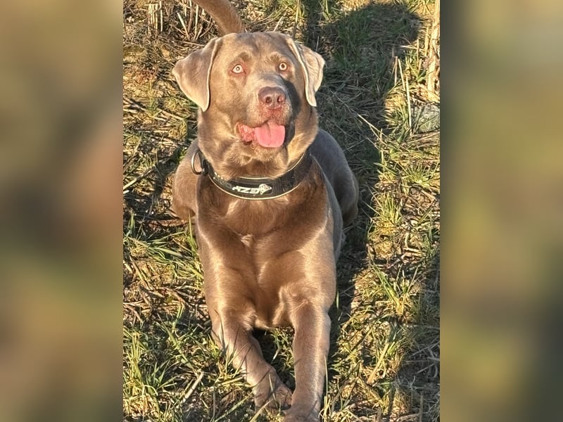 Balu sucht ein neues Zuhause