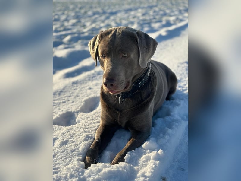 Balu sucht ein neues Zuhause