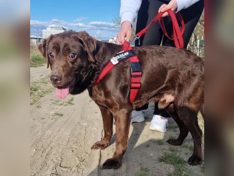 Brownie - Blind - sucht sein Körbchen