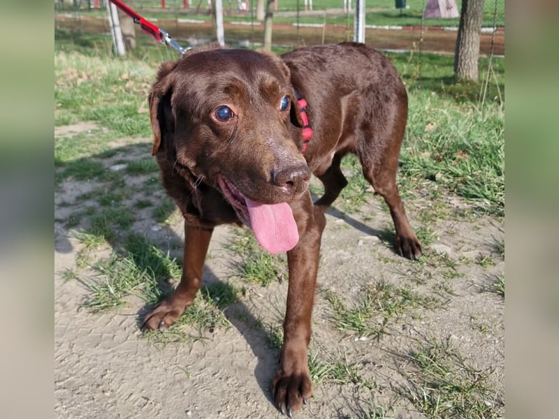 Brownie - Blind - sucht sein Körbchen