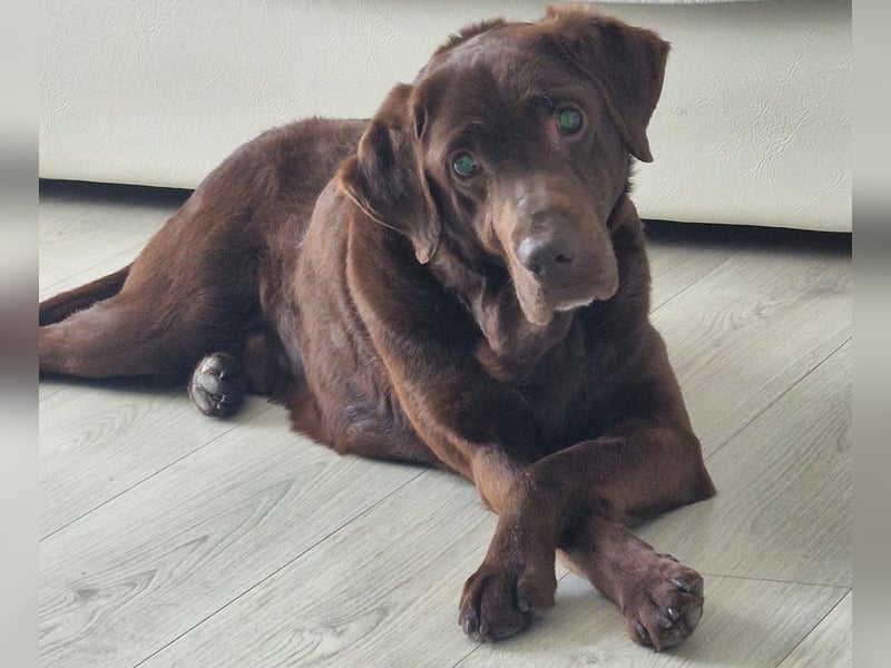 Brownie - Blind - sucht sein Körbchen