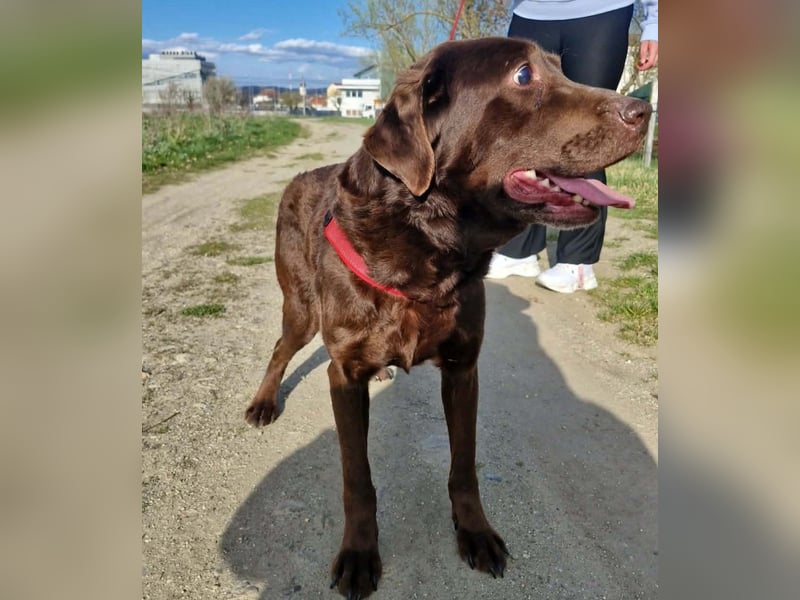 Brownie - Blind - sucht sein Körbchen