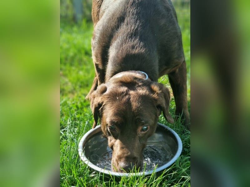 Brownie - Blind - sucht sein Körbchen