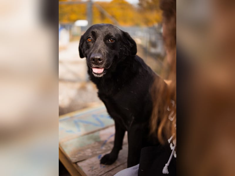 Labbi ARCHIE❤️ein liebevoller, anhänglicher & fantastischer Hundebub!