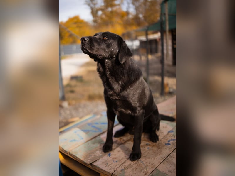 Labbi ARCHIE❤️ein liebevoller, anhänglicher & fantastischer Hundebub!