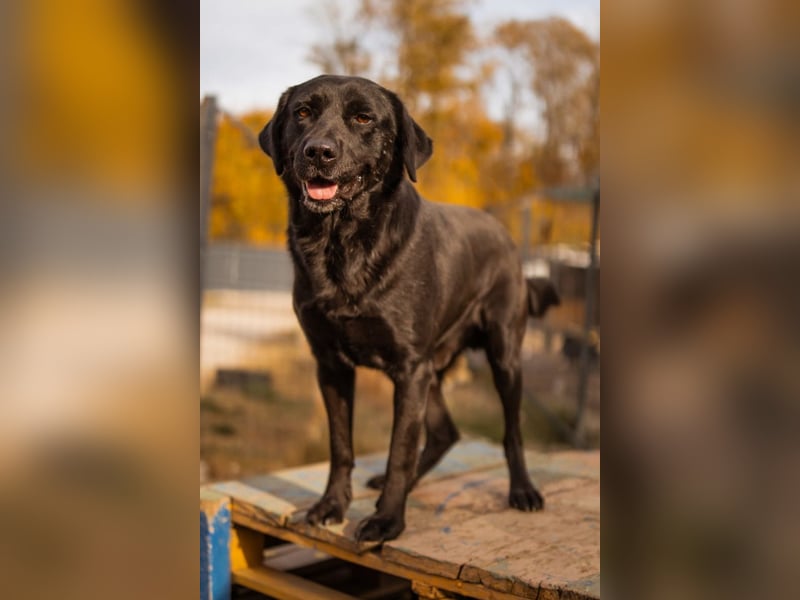 Labbi ARCHIE❤️ein liebevoller, anhänglicher & fantastischer Hundebub!