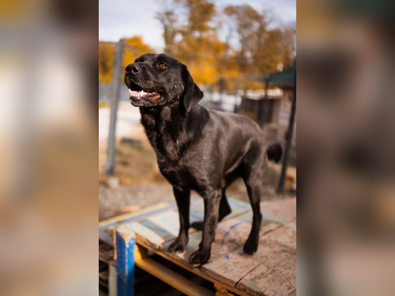 Labbi ARCHIE❤️ein liebevoller, anhänglicher & fantastischer Hundebub!