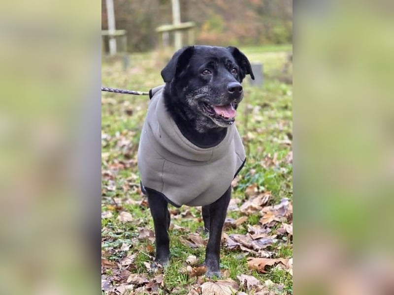 Maja - lieb,anhänglich&verschmust