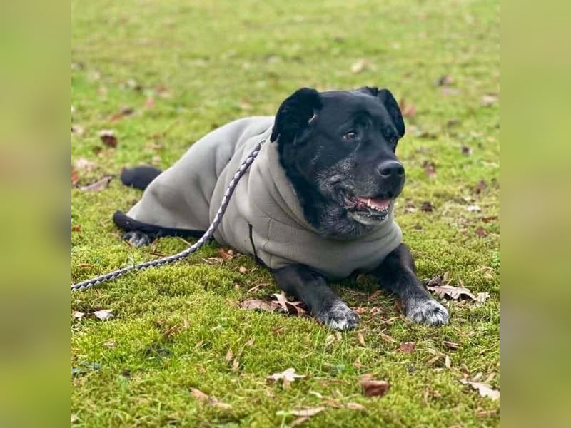 Maja - lieb,anhänglich&verschmust