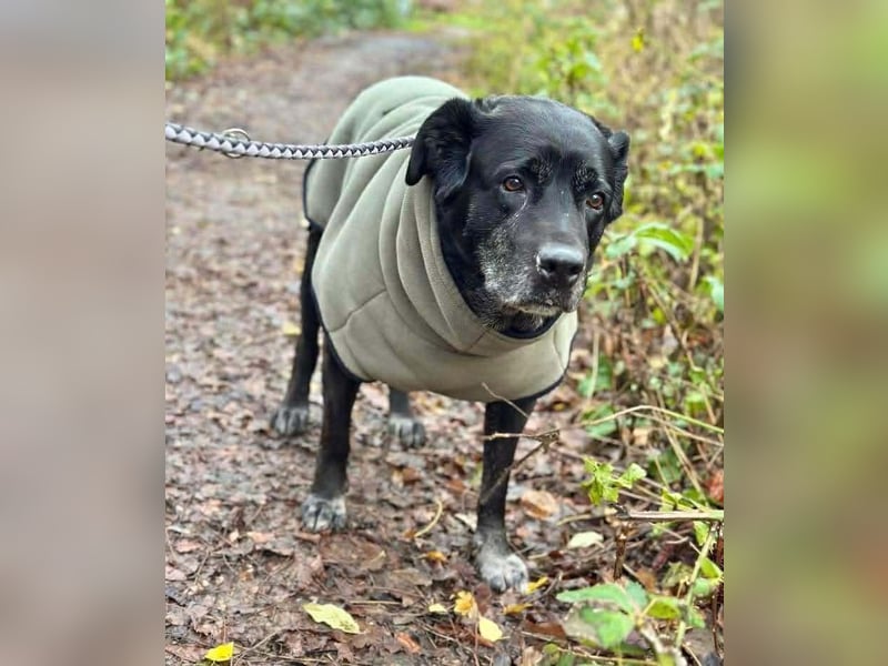Maja - lieb,anhänglich&verschmust
