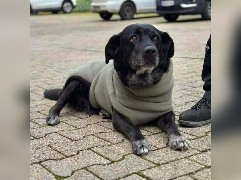 Maja - lieb,anhänglich&verschmust
