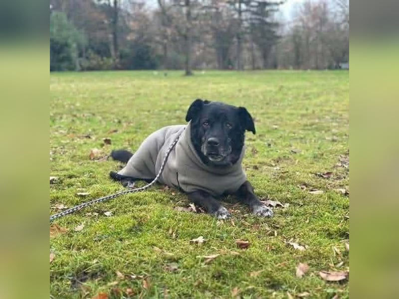 Maja - lieb,anhänglich&verschmust