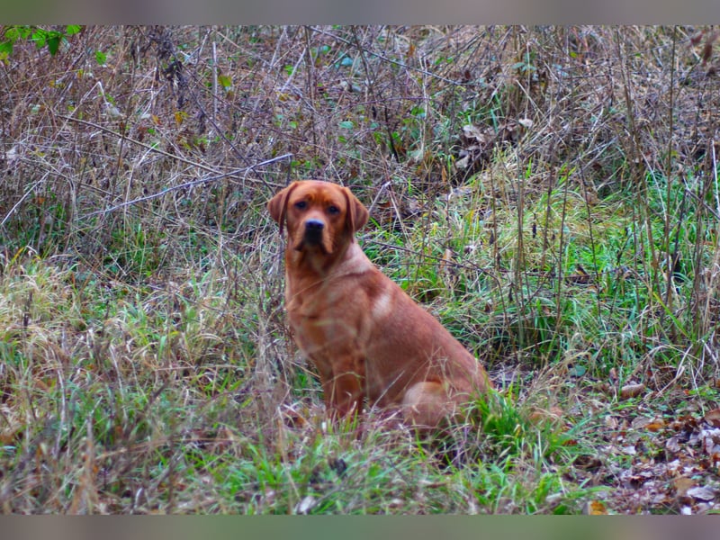 Labrador Deckrüde *FCI* foxred