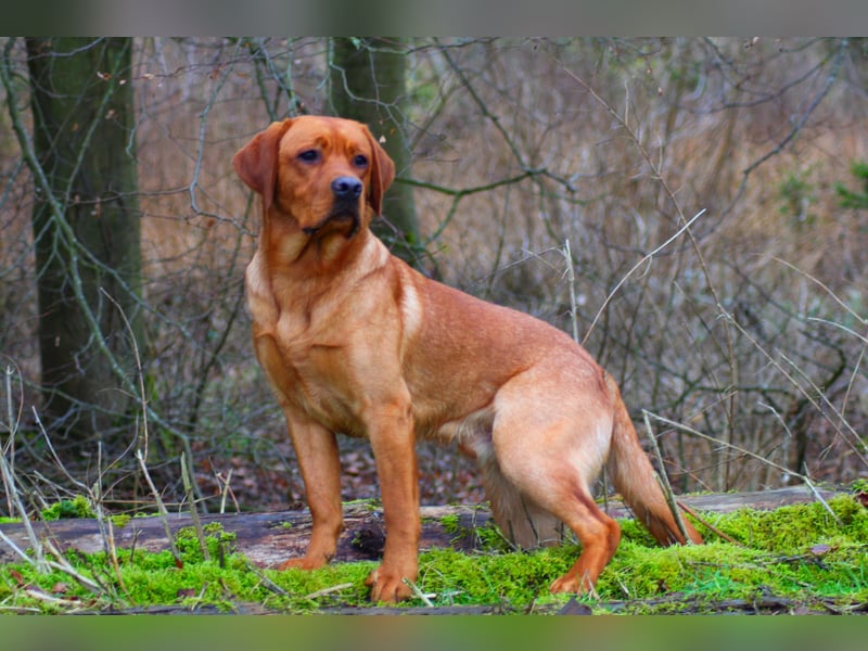 Labrador Deckrüde *FCI* foxred