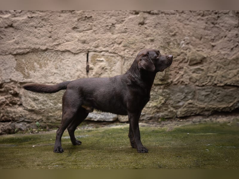 Labrador Deckrüde *FCI* dark chocolate  / braun