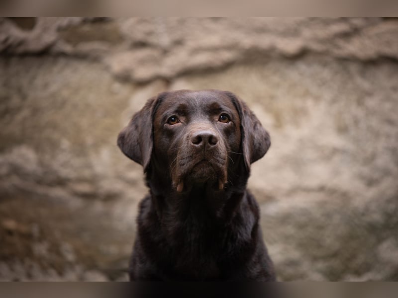 Labrador Deckrüde *FCI* dark chocolate  / braun
