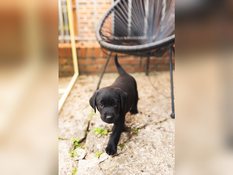 Liebevoll aufgezogene Labrador-Welpen aus verantwortungsvoller Zucht