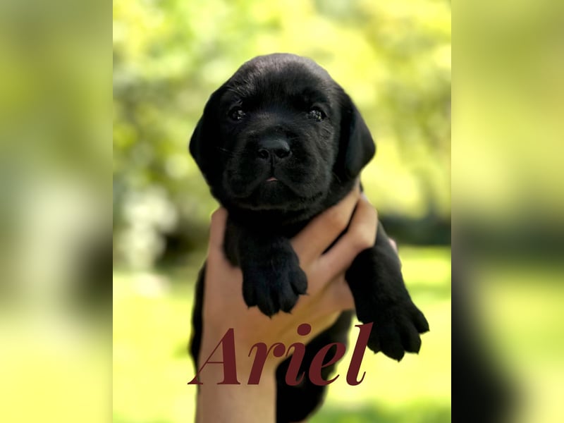 Liebevoll aufgezogene Labrador-Welpen aus verantwortungsvoller Zucht
