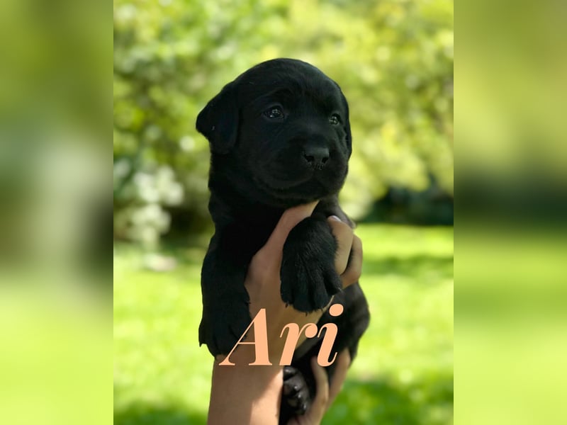 Liebevoll aufgezogene Labrador-Welpen aus verantwortungsvoller Zucht