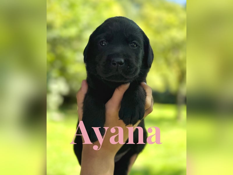 Liebevoll aufgezogene Labrador-Welpen aus verantwortungsvoller Zucht