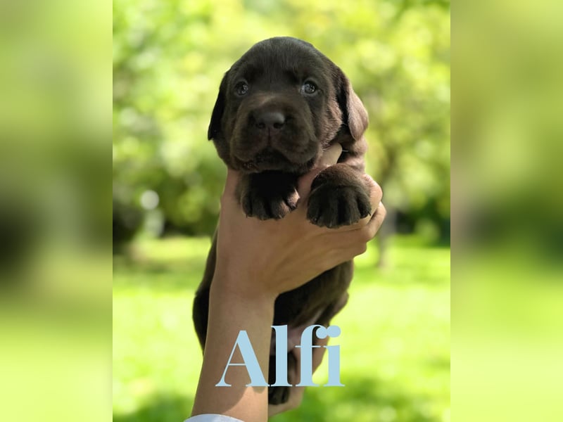 Liebevoll aufgezogene Labrador-Welpen aus verantwortungsvoller Zucht