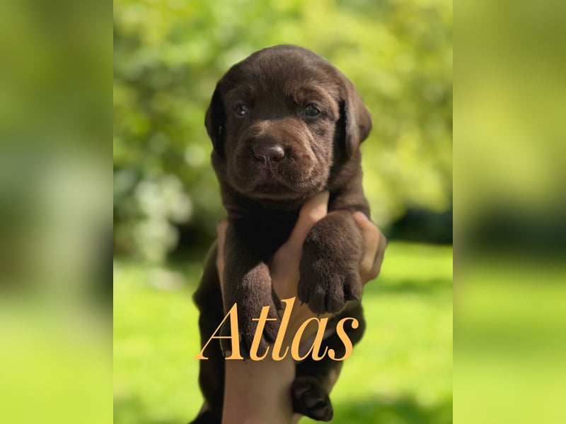 Liebevoll aufgezogene Labrador-Welpen aus verantwortungsvoller Zucht