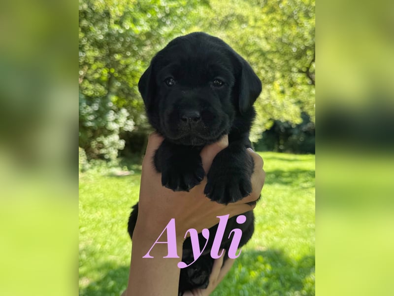 Liebevoll aufgezogene Labrador-Welpen aus verantwortungsvoller Zucht