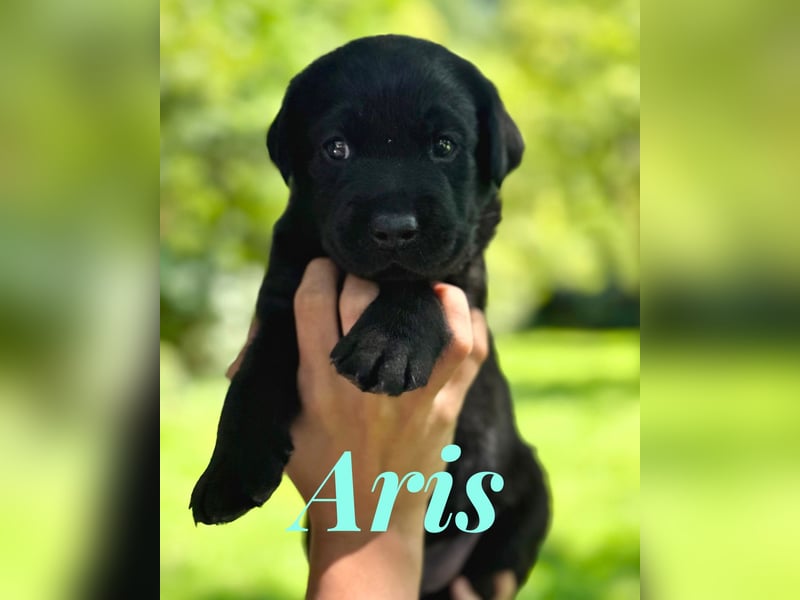 Liebevoll aufgezogene Labrador-Welpen aus verantwortungsvoller Zucht