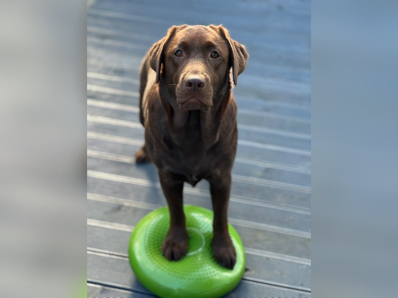 Labrador Retriever Welpen 2027 – Wurfplanung mit Daisy“