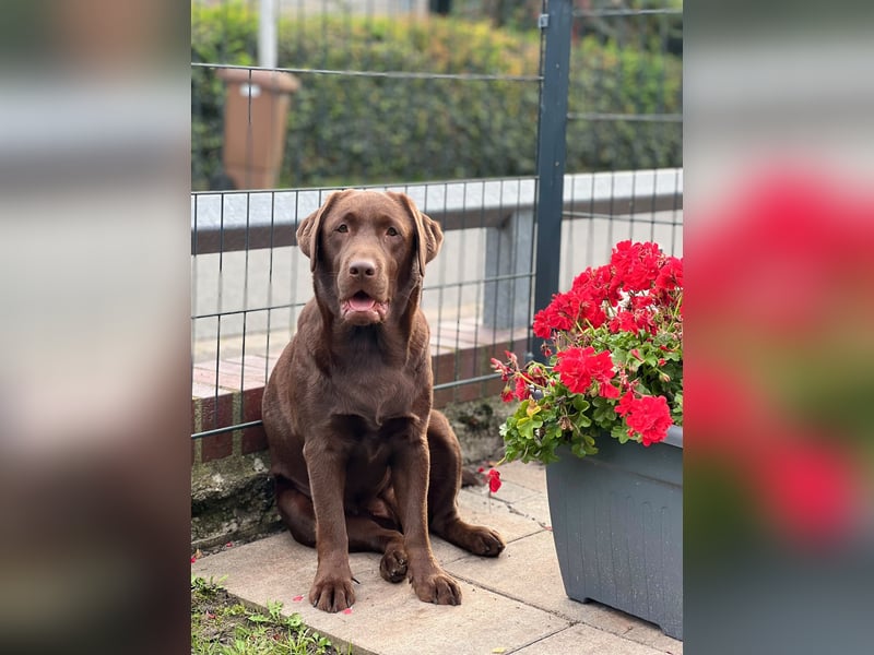 Labrador Retriever Welpen 2027 – Wurfplanung mit Daisy“