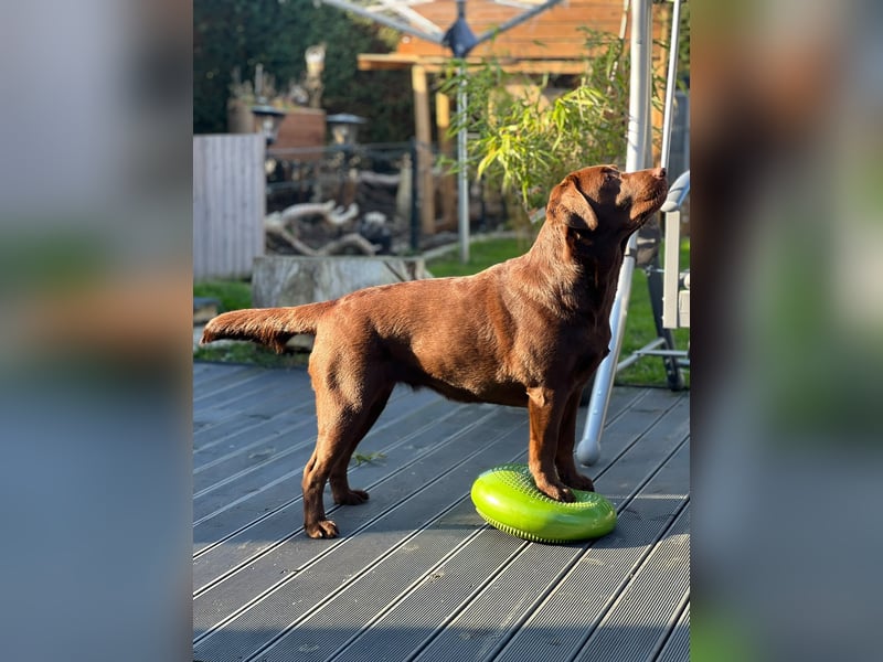 Labrador Retriever Welpen 2027 – Wurfplanung mit Daisy“