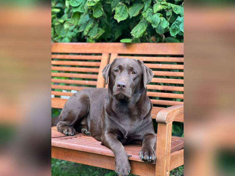 Labrador Retriever Welpen 2027 – Wurfplanung mit Daisy“