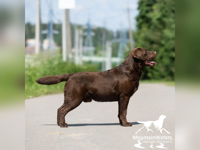 4-jähriger schokobrauner Labrador-Rüde sucht Patenfamilie