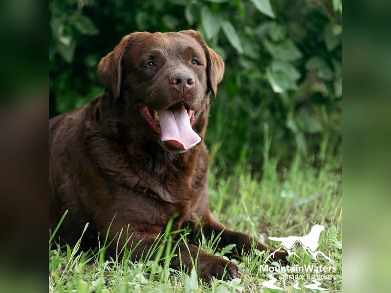 4-jähriger schokobrauner Labrador-Rüde sucht Patenfamilie