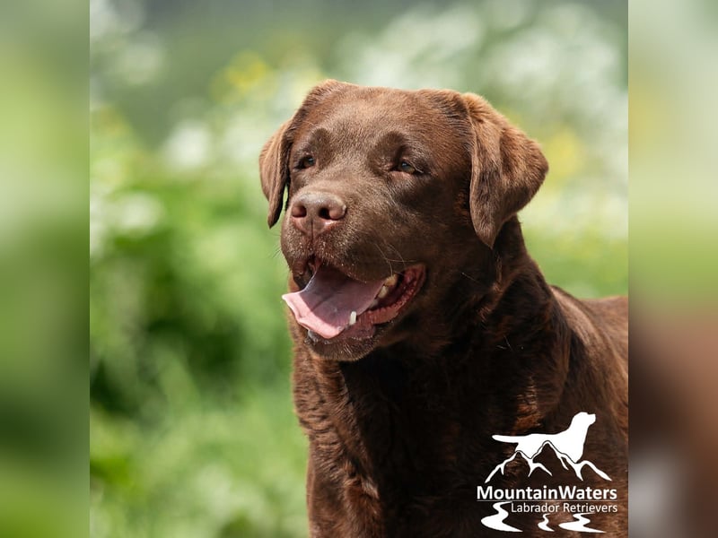 4-jähriger schokobrauner Labrador-Rüde sucht Patenfamilie