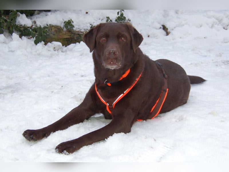 Sir Toni Brown - gutmütig und verschmust - Tierhilfe Franken e.V.