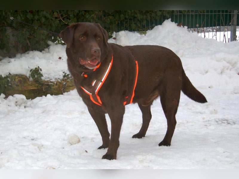 Sir Toni Brown - gutmütig und verschmust - Tierhilfe Franken e.V.