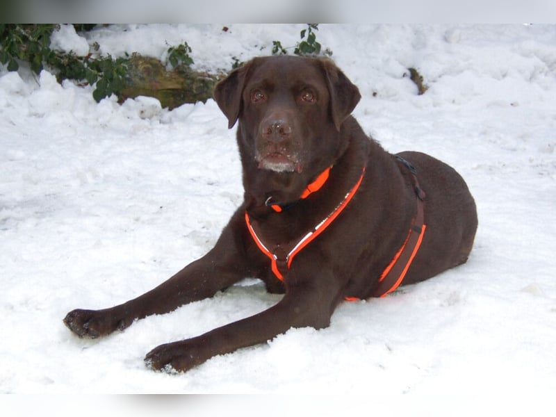 Sir Toni Brown - gutmütig und verschmust - Tierhilfe Franken e.V.